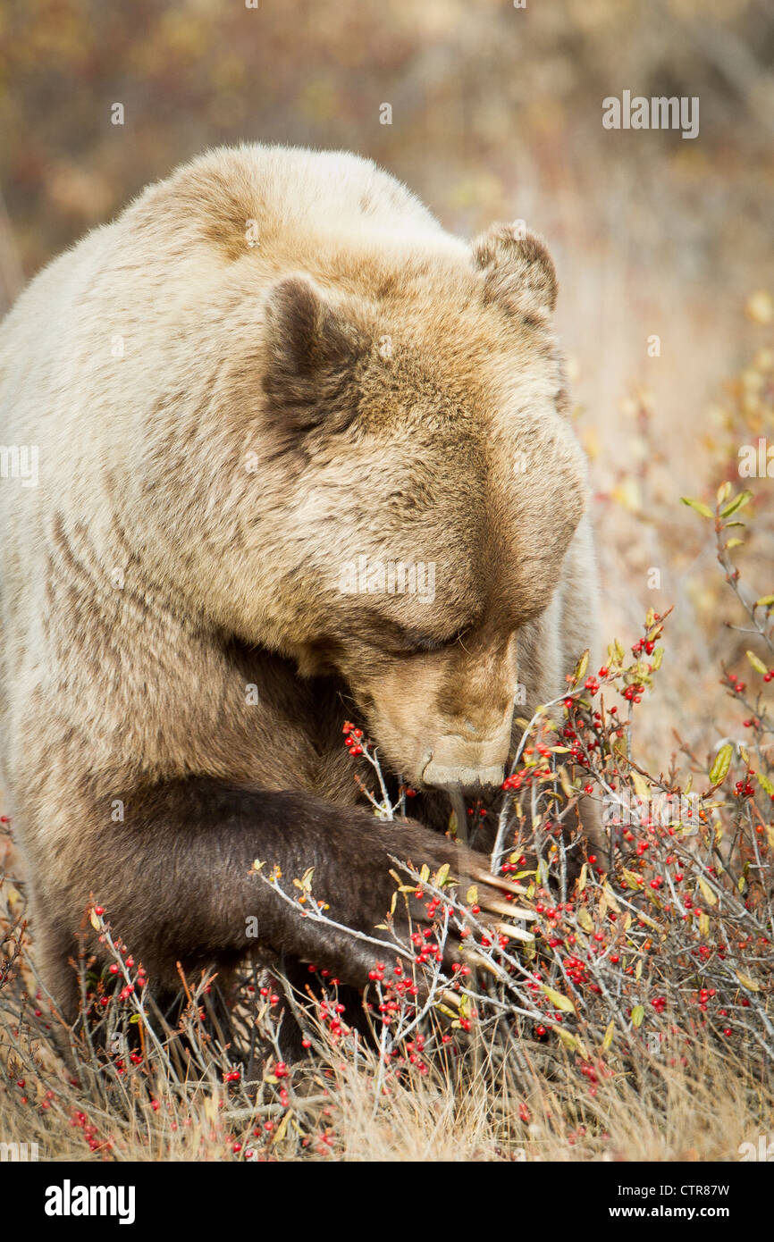 Female Grizzly feeding on berries in late fall, Denali National Park