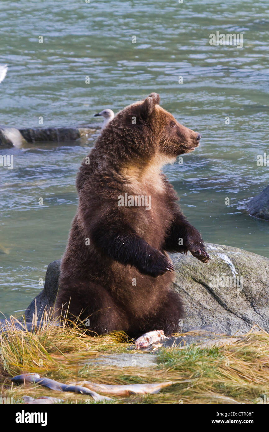 Sub-adult Brown Bear sitting on hind feet and eating salmon, Chilkoot River, Haines, Southeast Alaska, Autumn Stock Photo