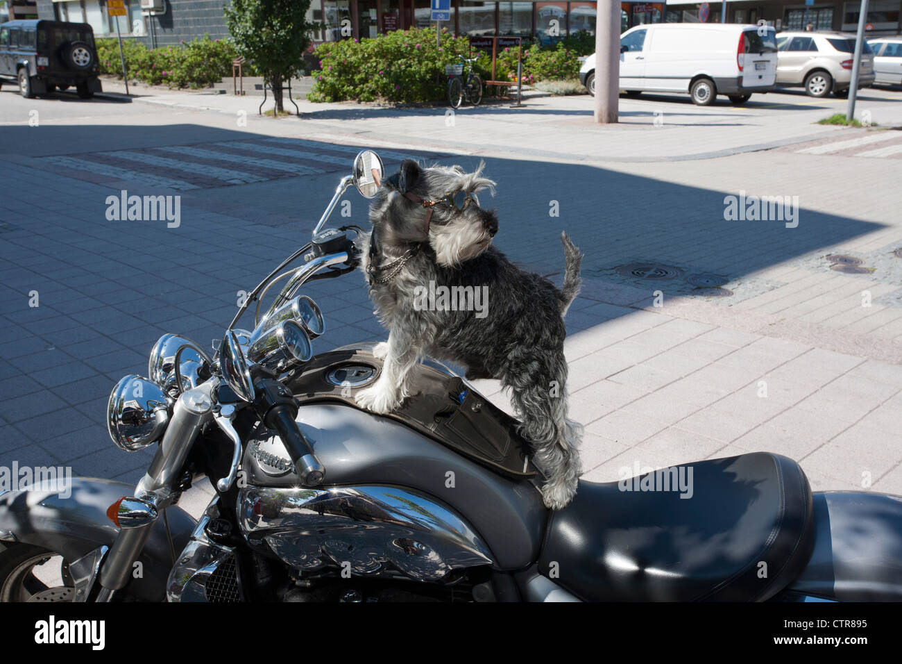 small dog wearing goggles and standing on Triumph motorcycle tank, Hanko Finland Stock Photo