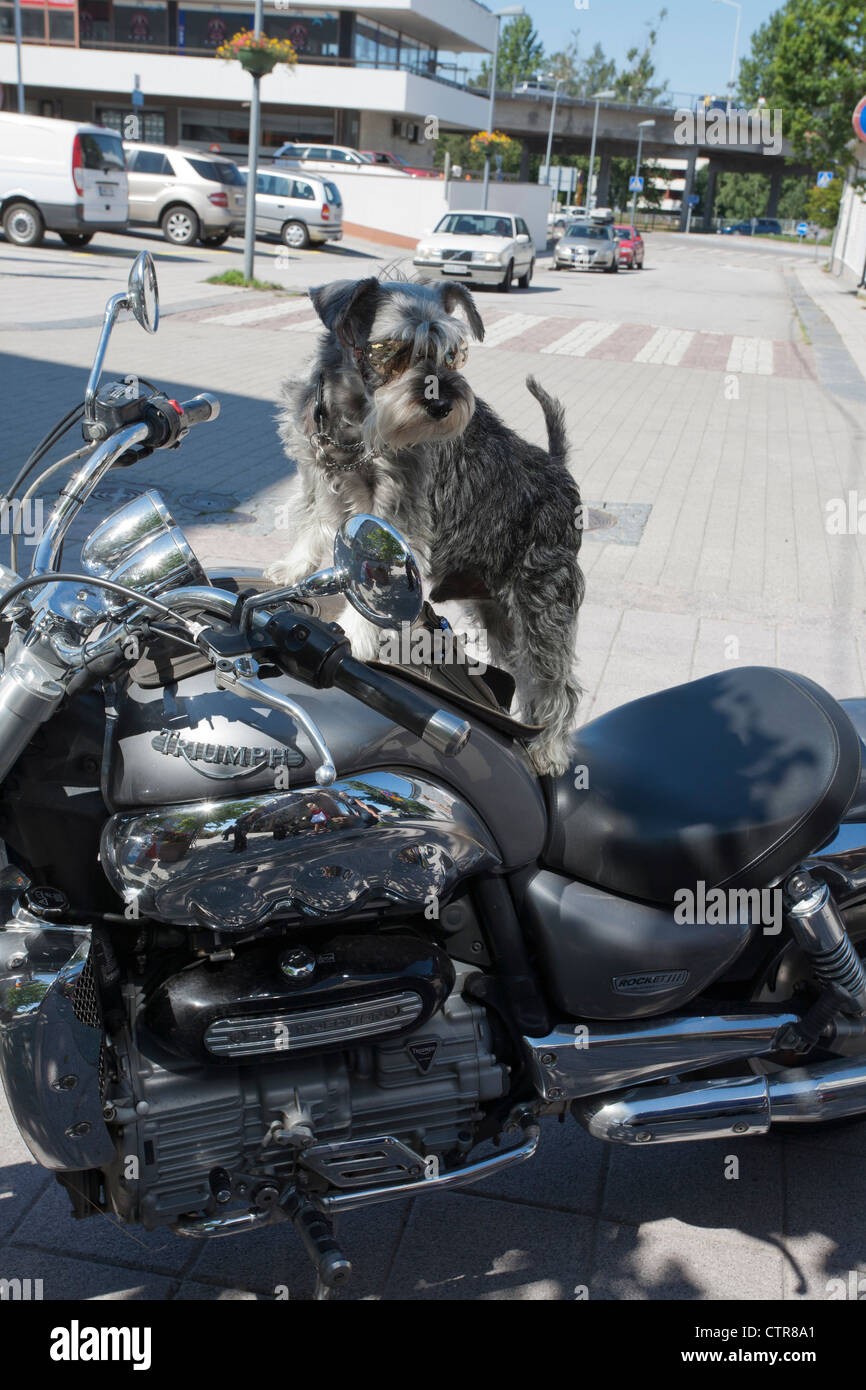 small dog wearing goggles and standing on Triumph motorcycle tank, Hanko Finland Stock Photo