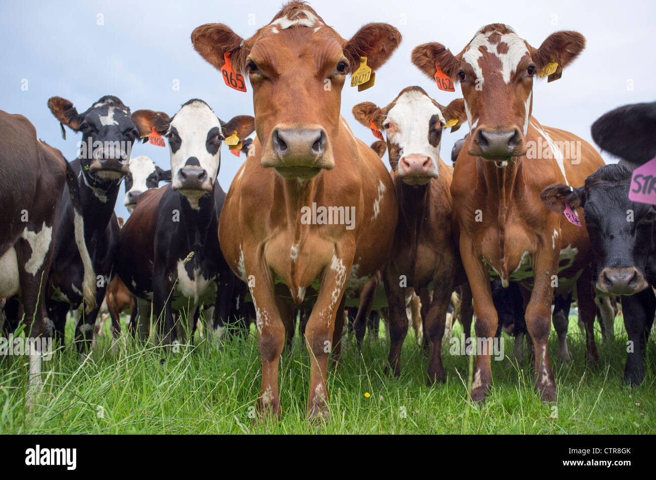 Cows in Field Staring at Camera Stock Photo - Alamy