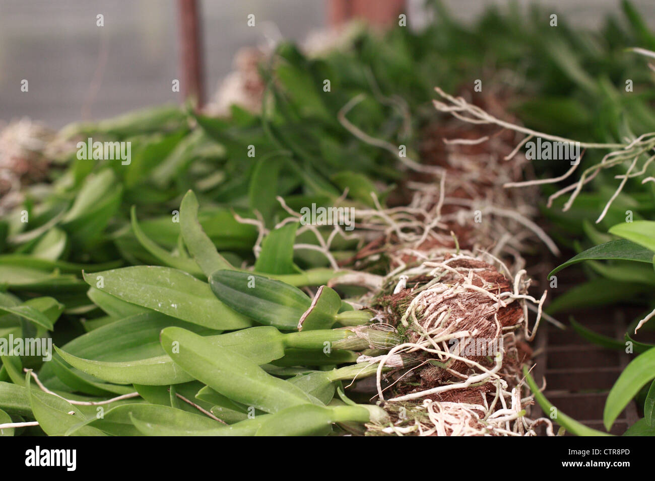 group of prepared young orchid plant Stock Photo Alamy