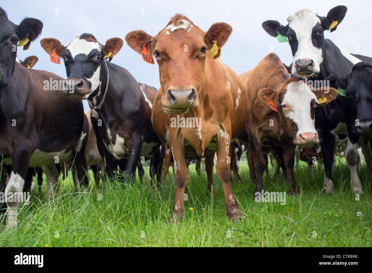 Cows in Field Staring at Camera Stock Photo
