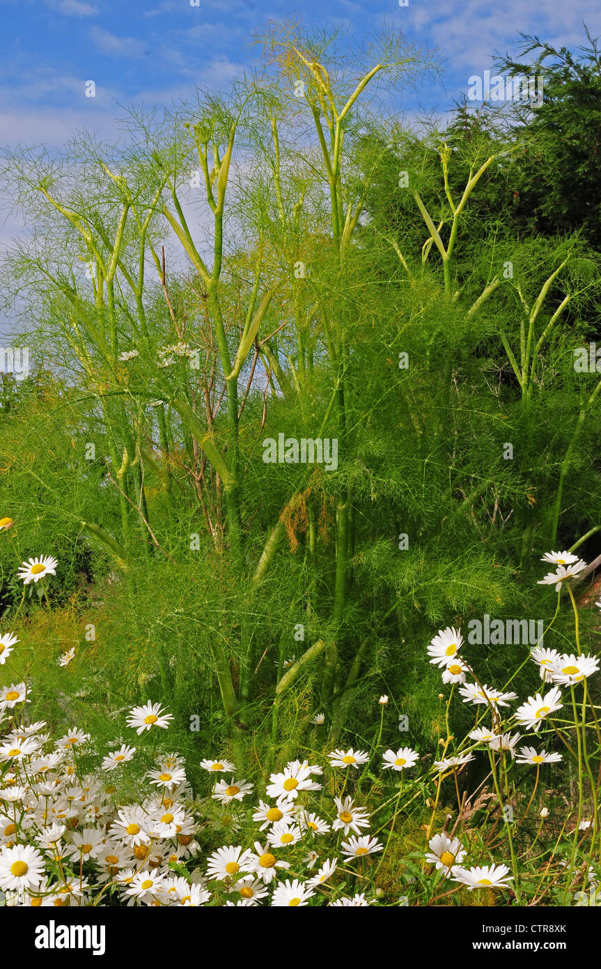 Fennel Foeniculum vulgare growing with Ox-eye daisies Leucanthemum vulgare. Stock Photo