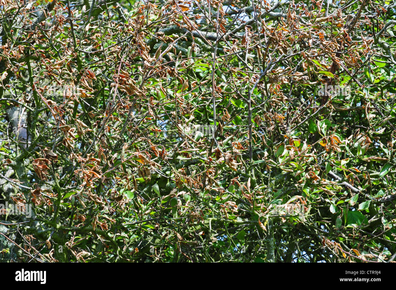 Damage caused to leaves of hedgerow, blackthorn Prunus spinosa, by strong salty wind. Stock Photo