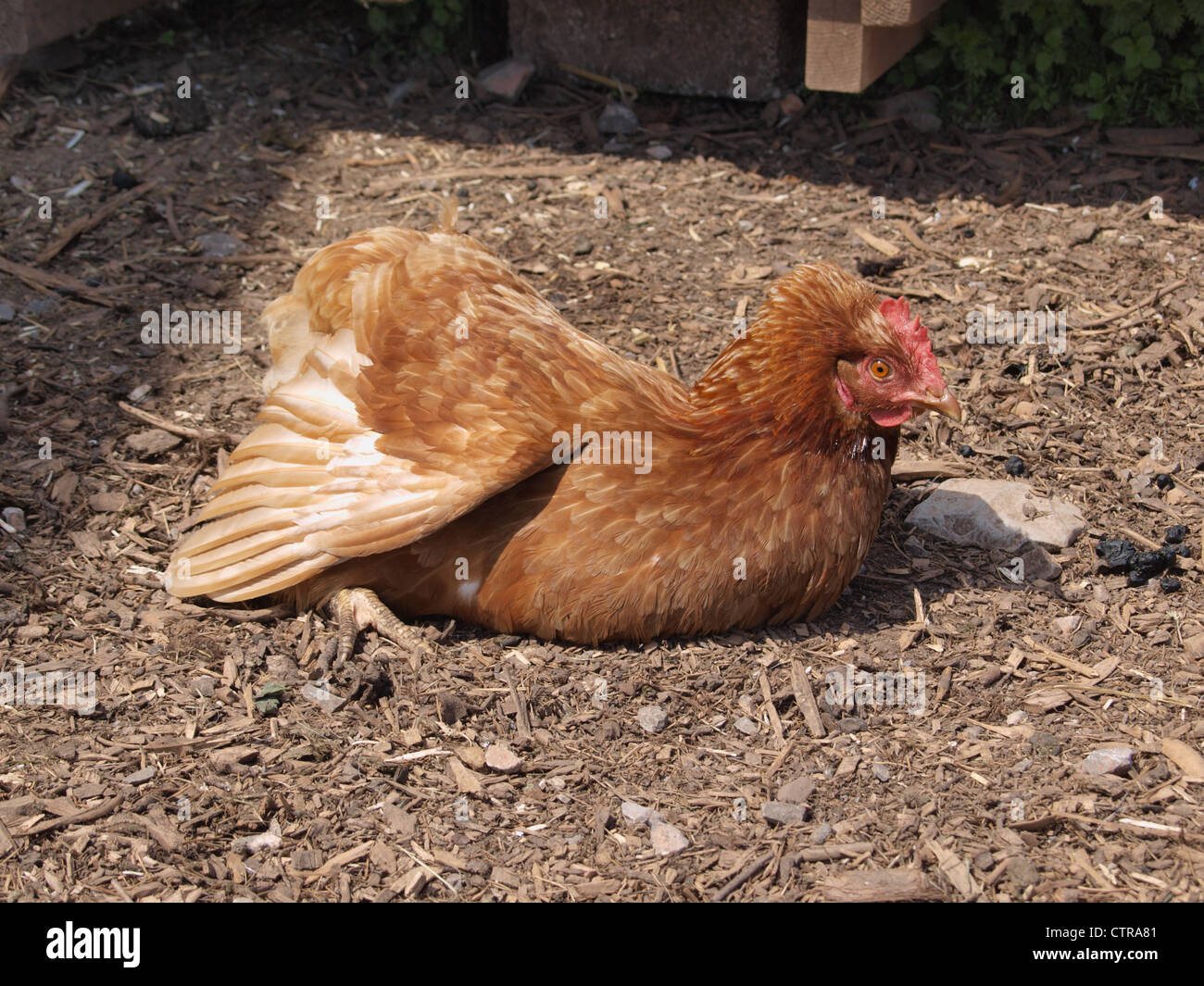 Chicken sunbathing. UK Stock Photo Alamy