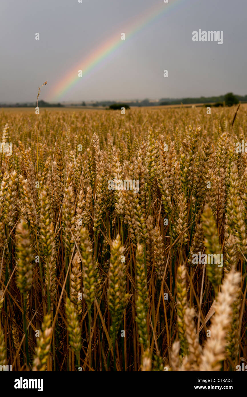 Rainbow over Wheat in Cambridgeshire, England, UK. July 2012 A rainbow is an optical and meteorological phenomenon. Stock Photo