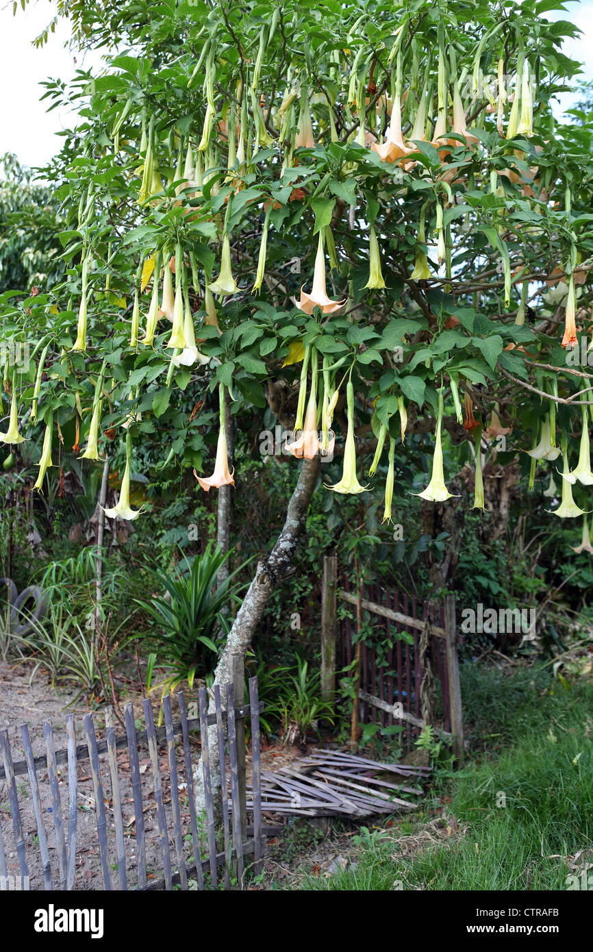 Datura plant hi-res stock photography and images - Alamy