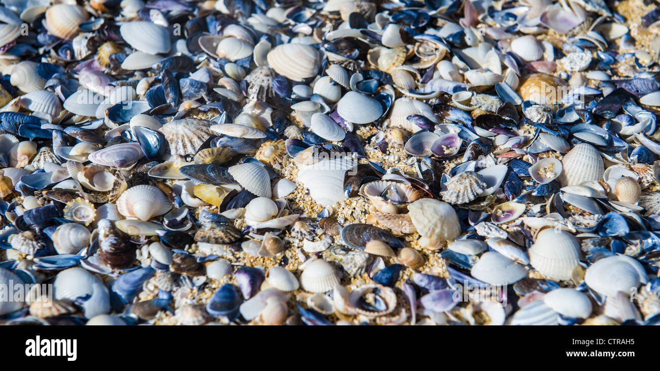 Shells on Scarista Beach, Isle of Harris, Scotland Stock Photo - Alamy