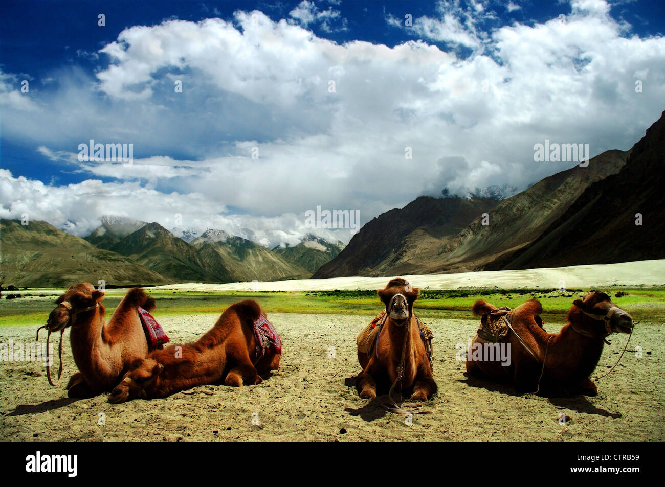 a group of Camel is resting in the desert of the Nubra valley, Ladakh, India Stock Photo