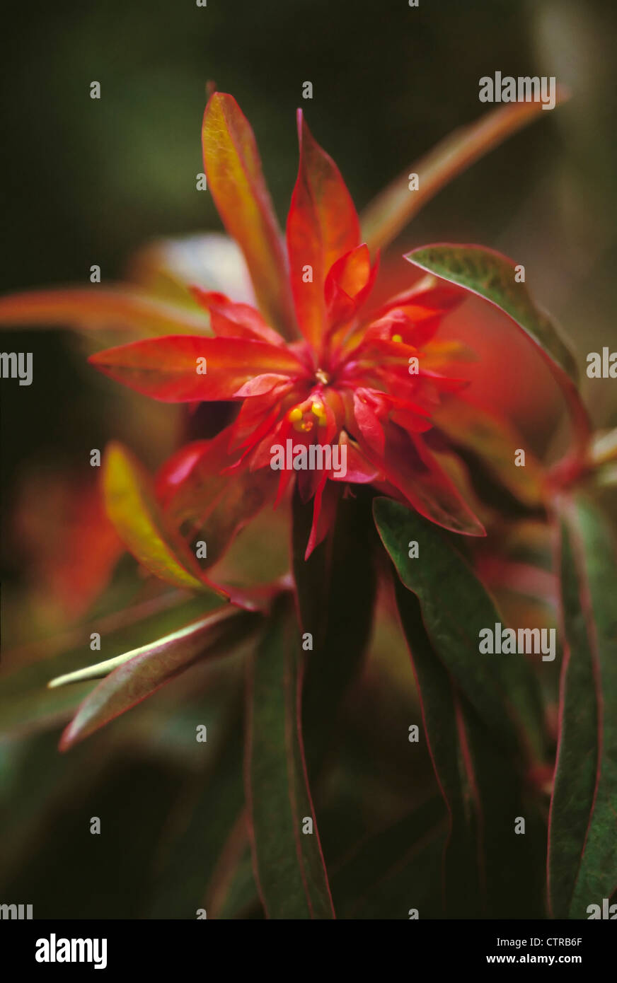 Euphorbia griffithii 'Dixter', Euphorbia, Spurge, Orange Stock Photo ...