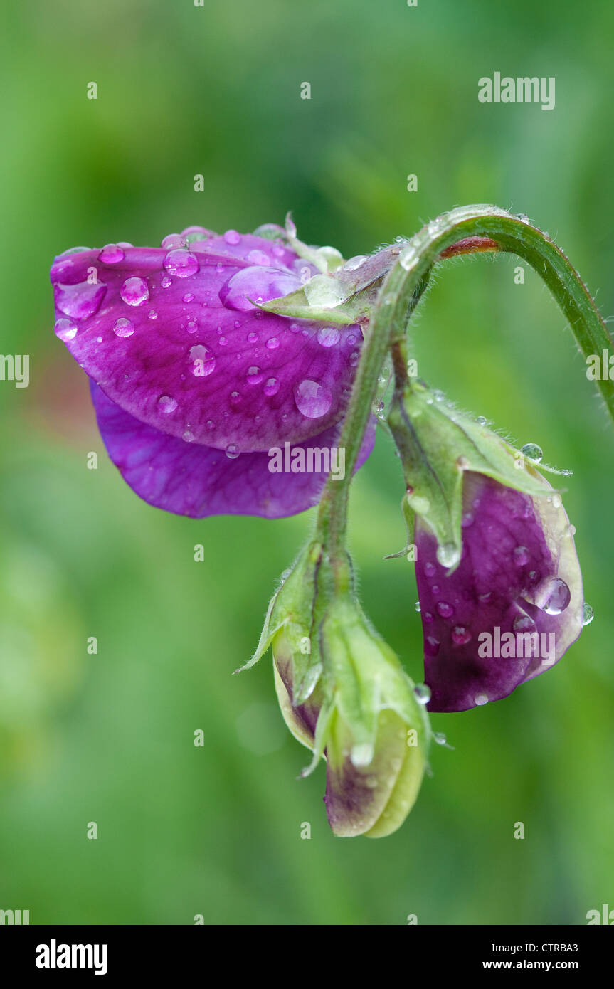 purple sweet pea flowers in an english garden Stock Photo