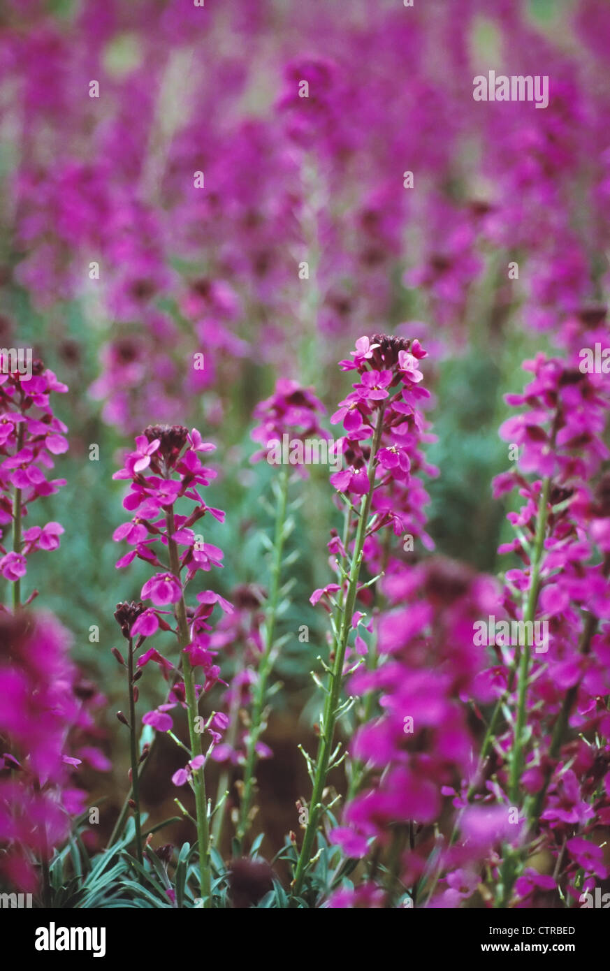 Erysimum 'Bowles Mauve', Wallflower, Perennial wallflower, Purple. Stock Photo