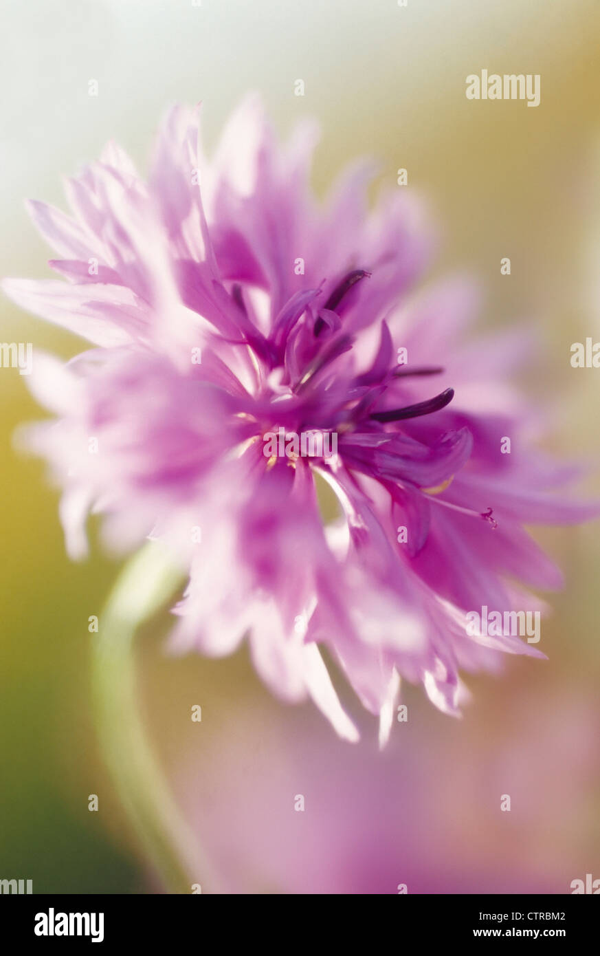 Centaurea cyanus 'Mauve Queen', Cornflower, Mauve. Stock Photo