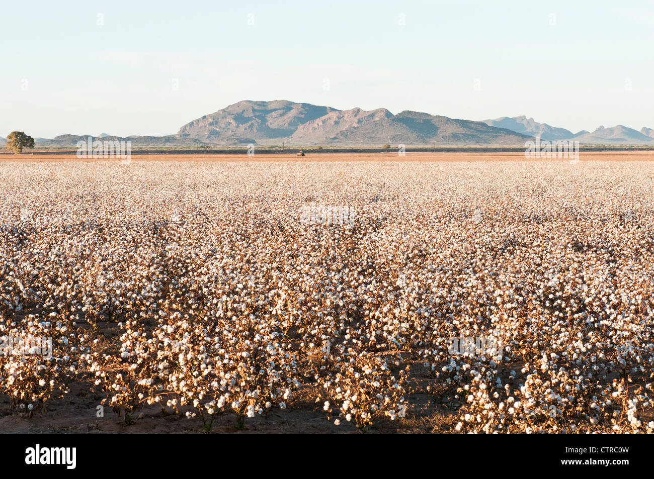 Cotton is ready to be picked in a defoliated cotton field in Arizona. Stock Photo