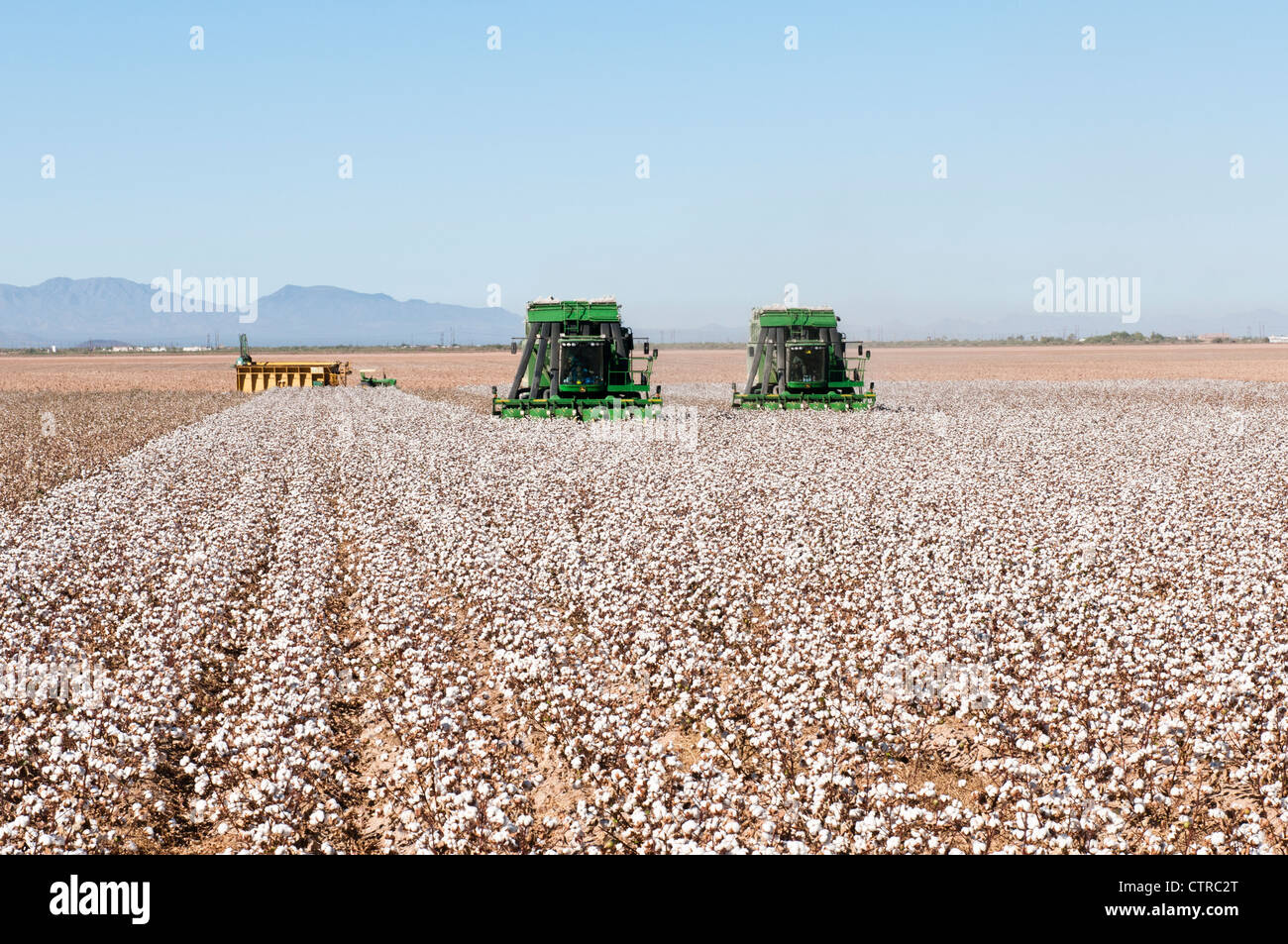 A pair of cotton picking machines harvest a cotton field in Arizona. A module packing machine is shown in the background. Stock Photo