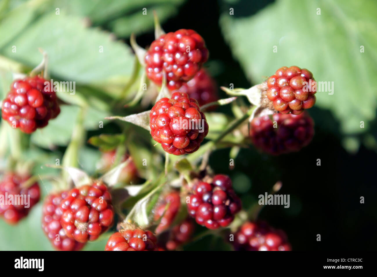 BLACKBERRIES (RUBUS FRUTICOSUS) NOT RIPE Stock Photo - Alamy