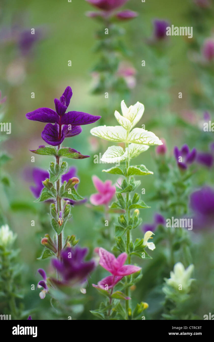 Salvia viridis, Sage, Annual clary sage, Mixed colours. Stock Photo