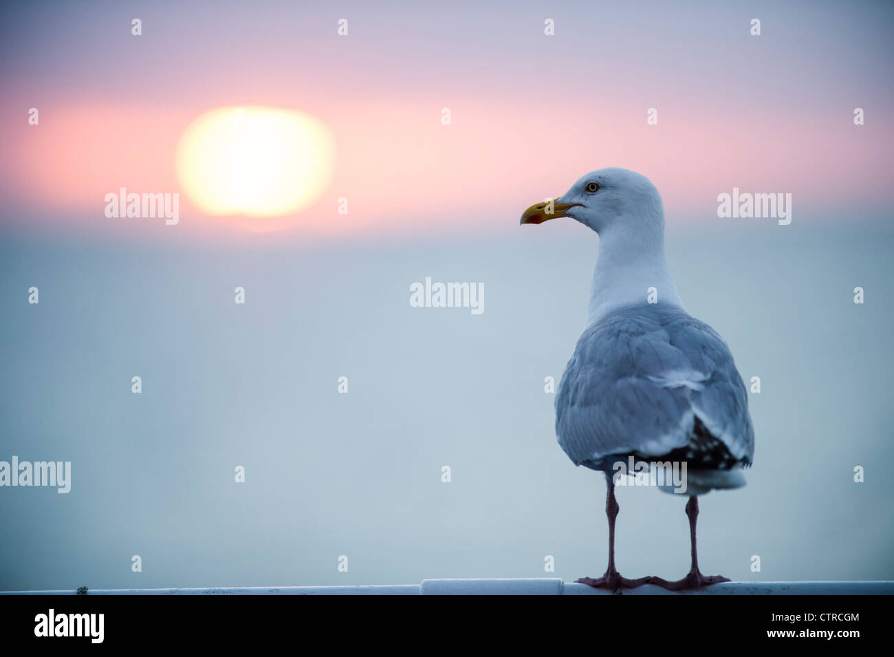 A herring gull at sunset UK Stock Photo