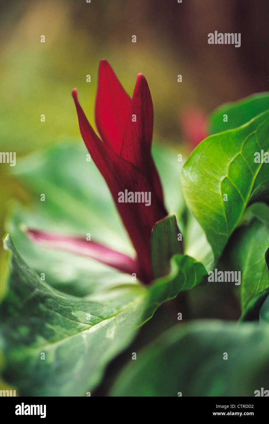 Trillium chloropetalum giganteum, Trillium, Red. Stock Photo