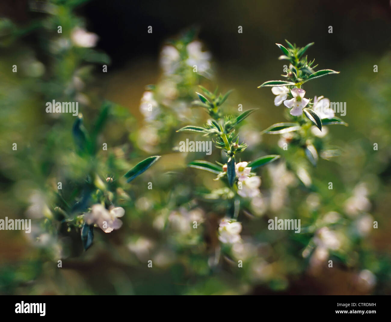 Satureja hortensis, Savory, Summer savory, White. Stock Photo