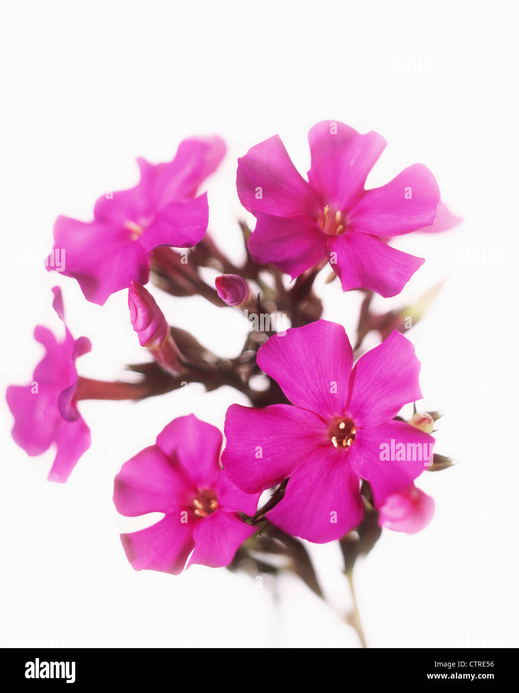 Phlox, cultivar, Phlox, Pink, White Stock Photo Alamy
