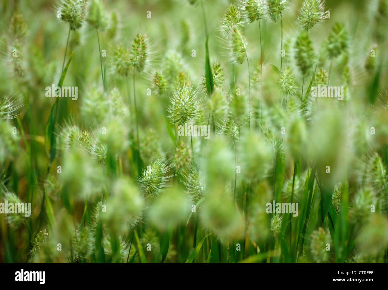 Cynosurus cristatus, Grass, Crested dog's-tail grass, Green. Stock Photo