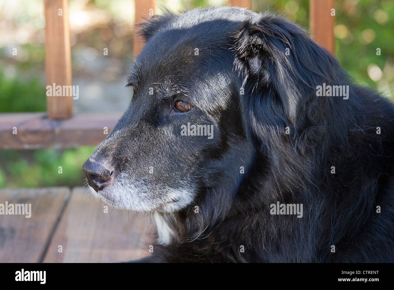 An old dog that is content to sit outside on a deck Stock Photo