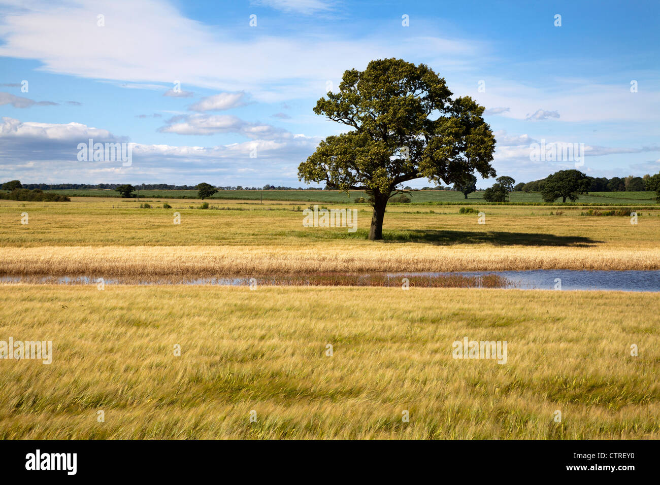 Lone tree in corn field hi-res stock photography and images - Alamy