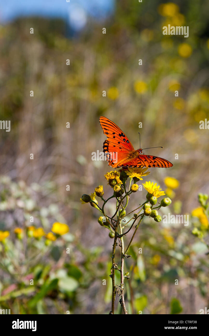 Brilliant red and orange butterfly with black markings perched on yellow flowers around the coast of North Carolina Stock Photo