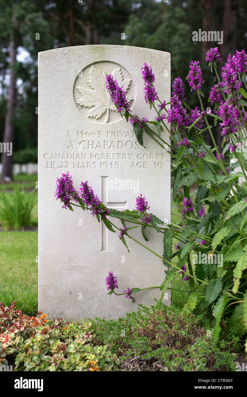 Flowers in bloom around a Canadian Forestry Corps military grave marker at Brookwood Cemetery Stock Photo