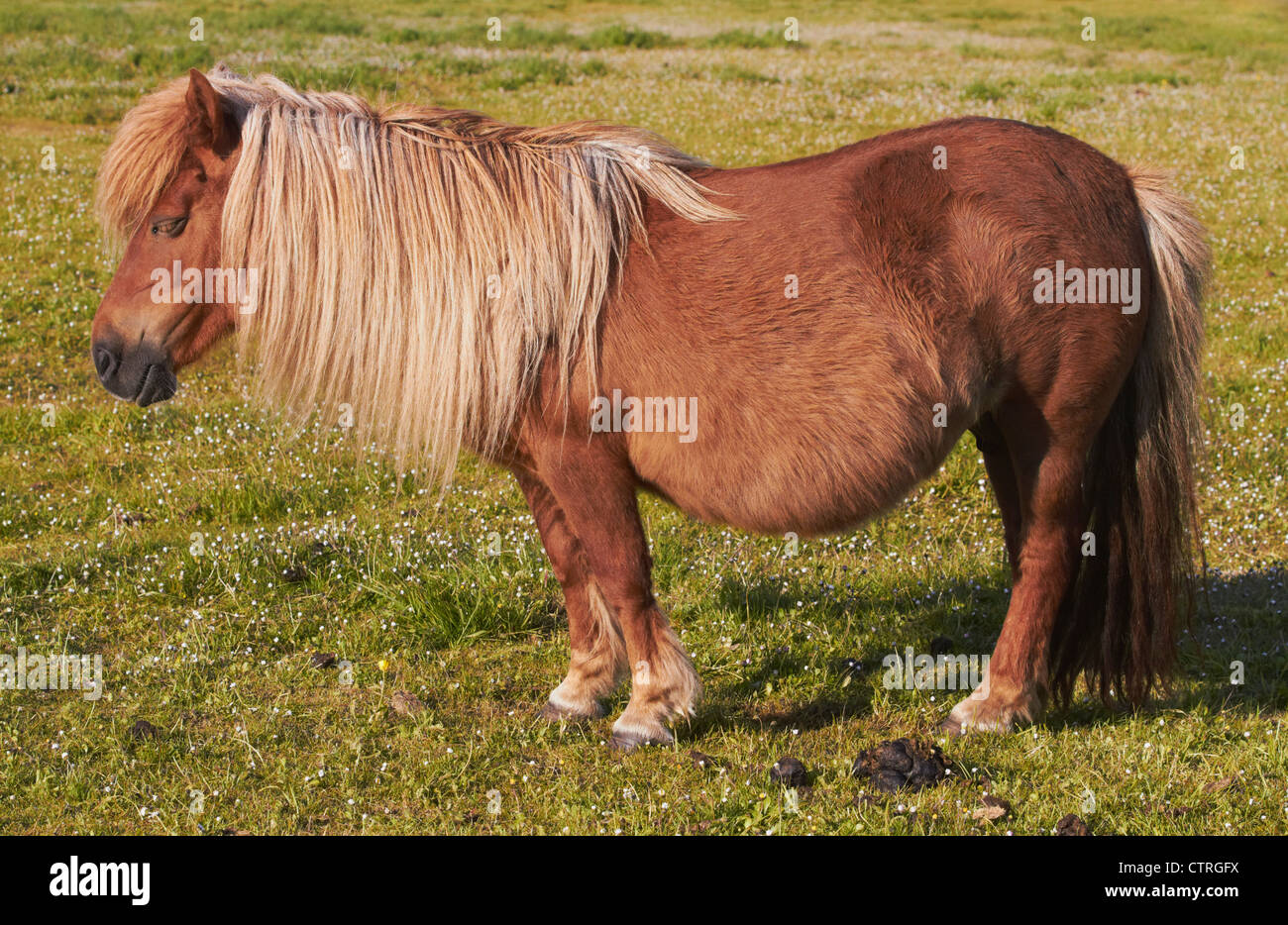 Pony Mare Female Horse Shetland Small High Resolution Stock Photography