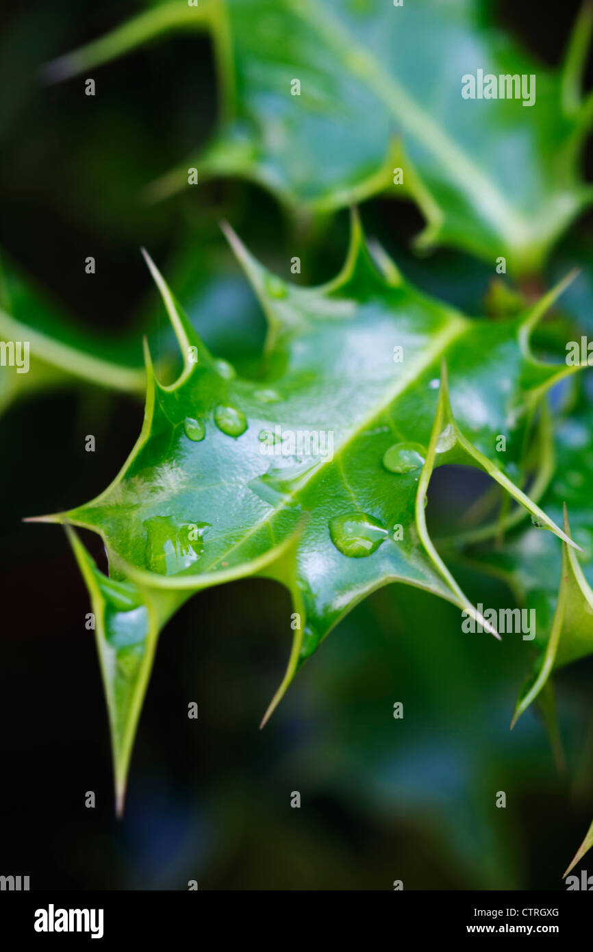 Ilex aquifolium, Holly, Green. Stock Photo