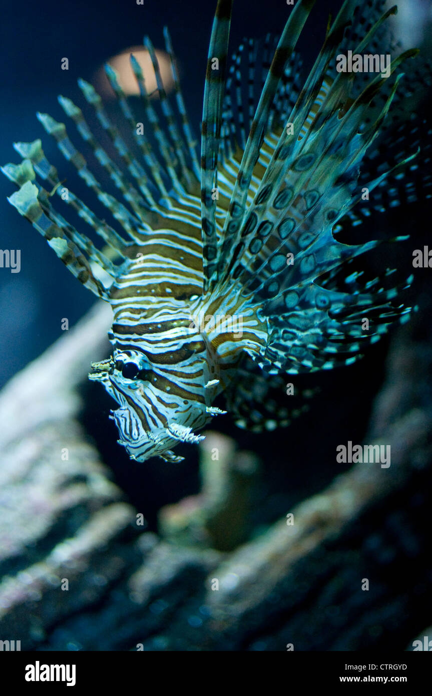 Lionfish (Pterois mombasae) Stock Photo