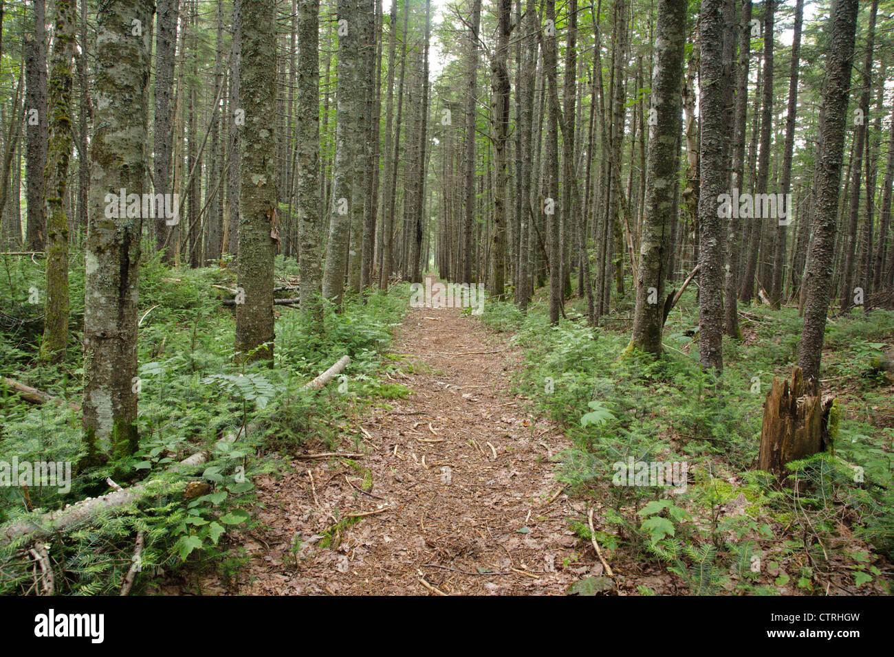 Pemigewasset Wilderness White Mountain National Forest, New Hampshire Stock Photo
