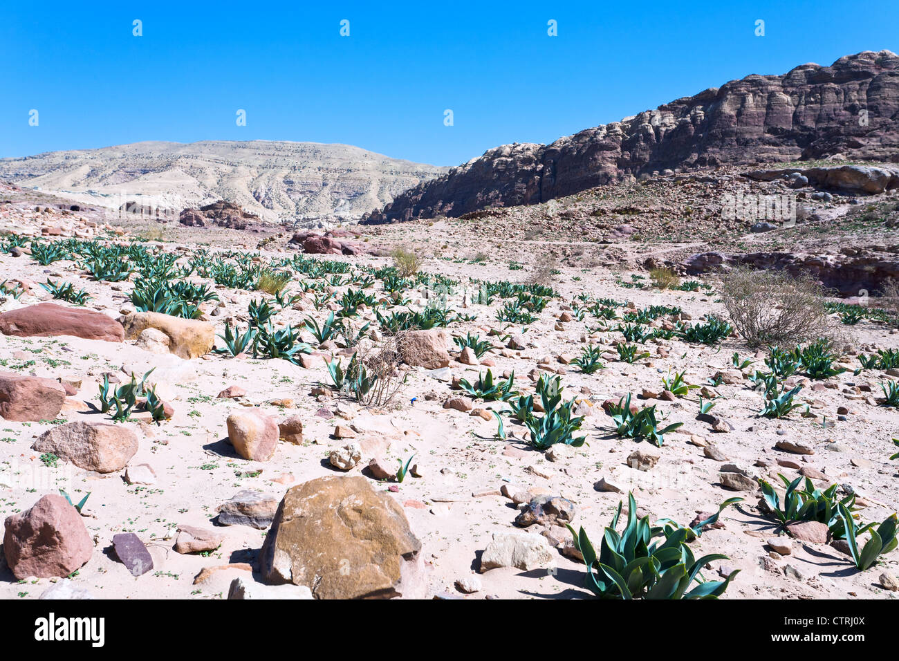 panorama of stone desert valley in Petra, Jordan Stock Photo