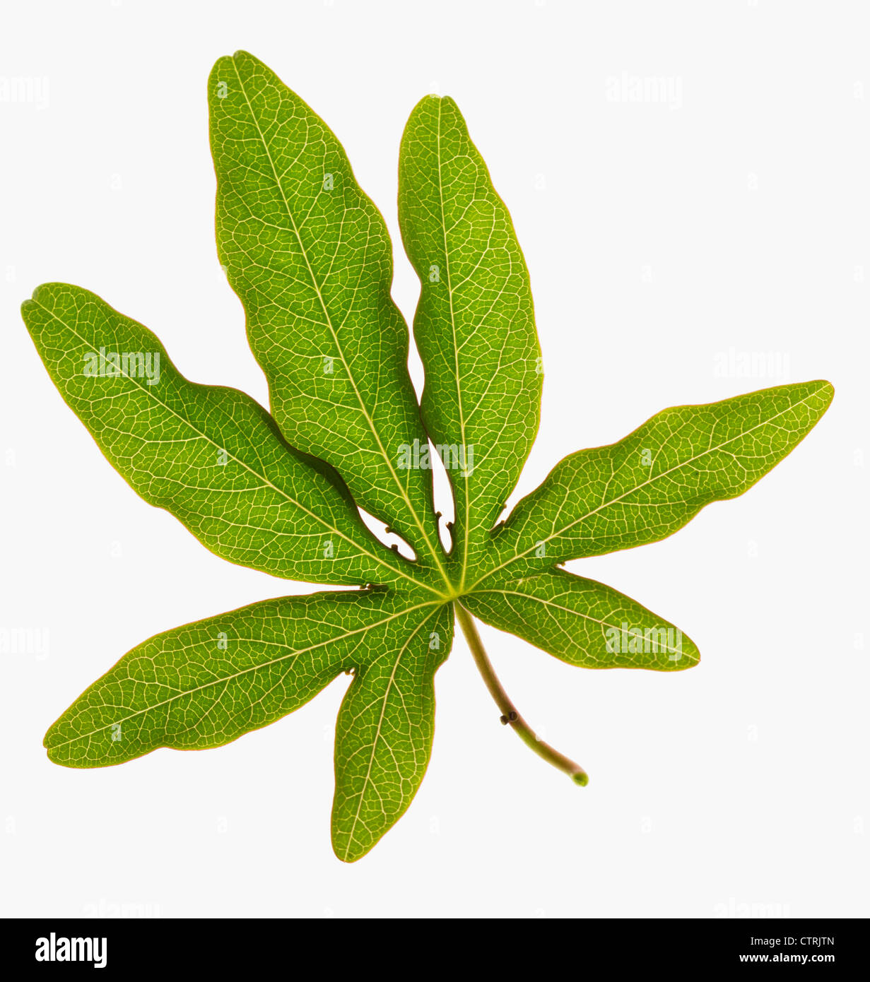 Passiflora caerulea, Passion flower, Green, White. Stock Photo