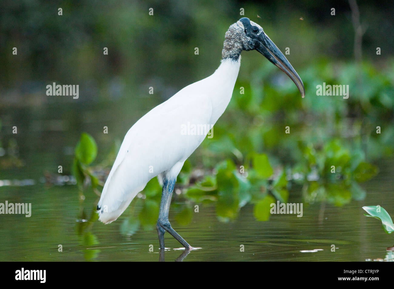 American wood stork hi-res stock photography and images - Alamy
