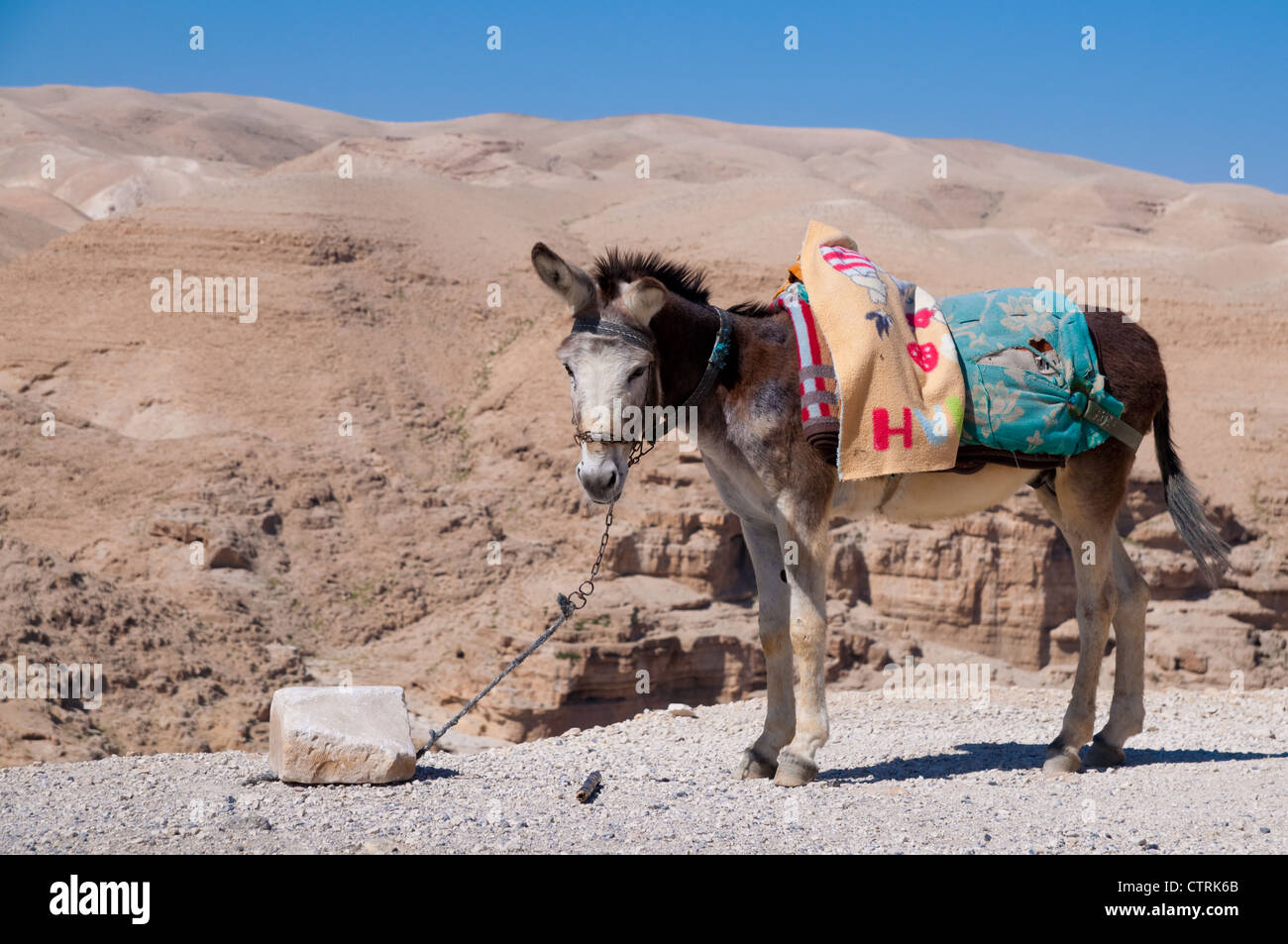 Donkey with a leash hi-res stock photography and images - Alamy