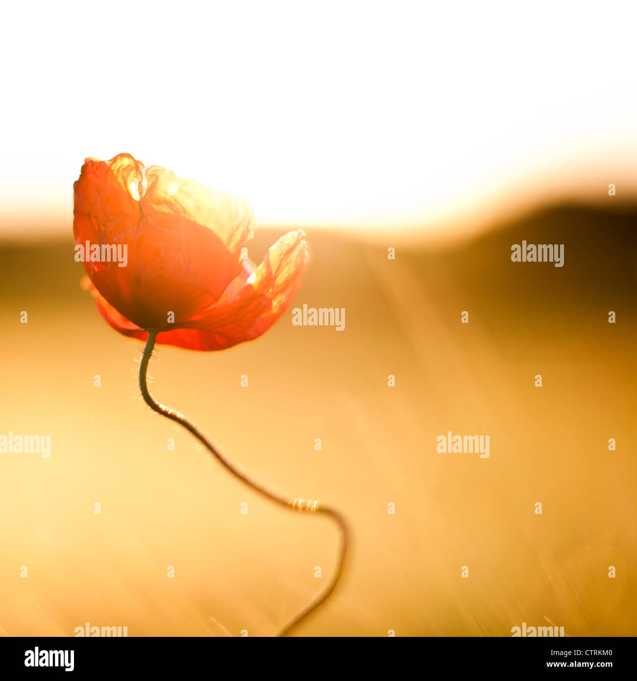 Poppy flower against the light Stock Photo