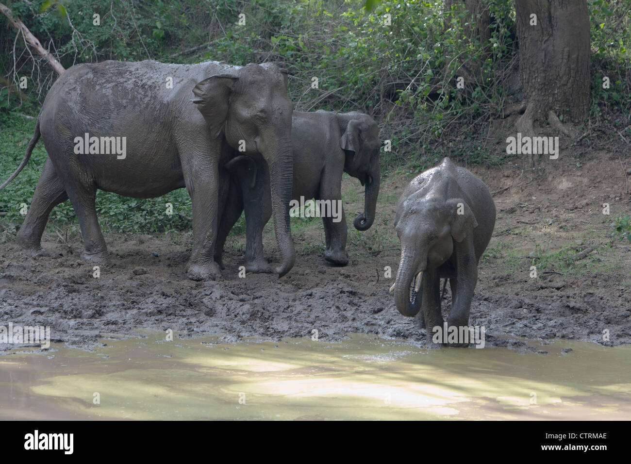 The pachyderm dance - Asiatic elephant doing a jig with its family Stock Photo