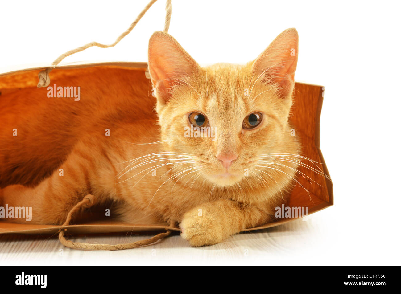 Cat isolated on white background Stock Photo - Alamy