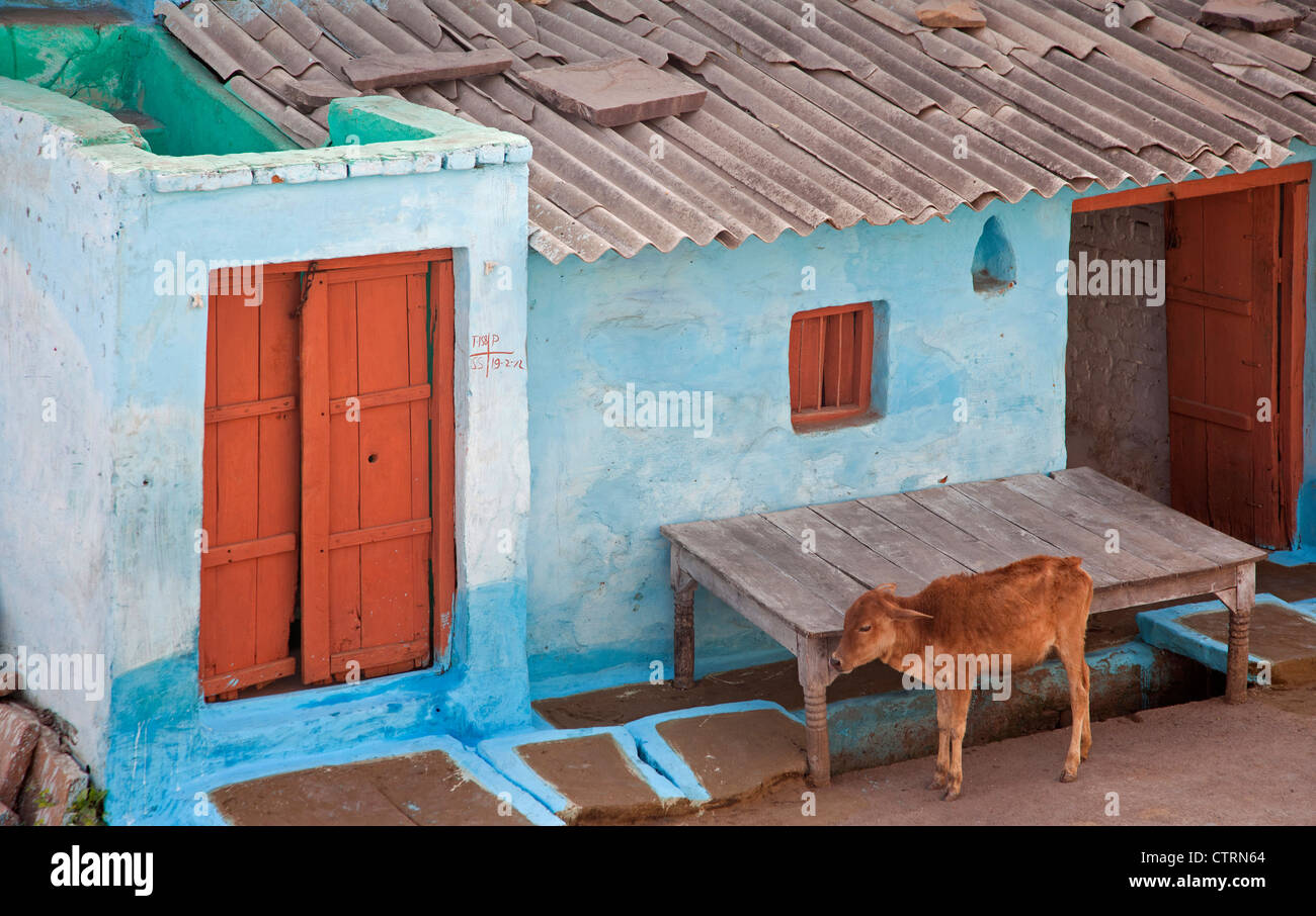 Common house and calf in street of Orchha / Urchha, Tikamgarh, India Stock Photo