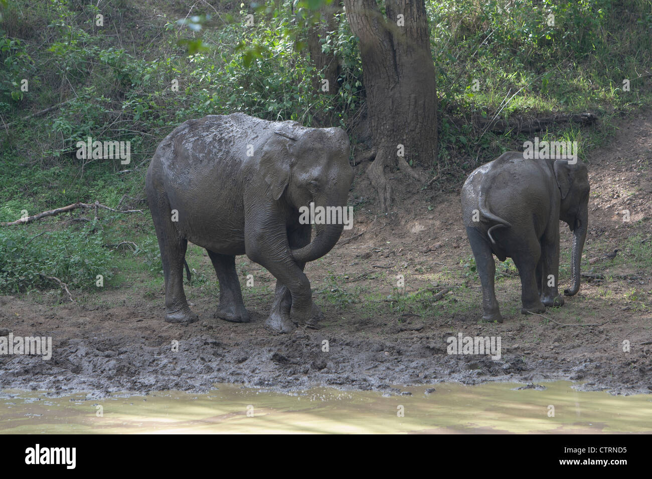 The pachyderm dance - Asiatic elephant doing a jig with its family Stock Photo