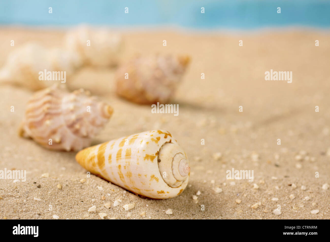 Closeup of marine snails in the sand on the beach Stock Photo Alamy