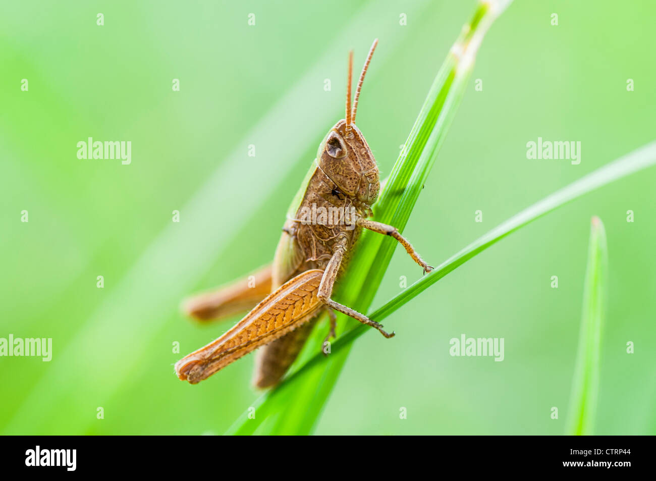 Grasshopper, macro. Stock Photo