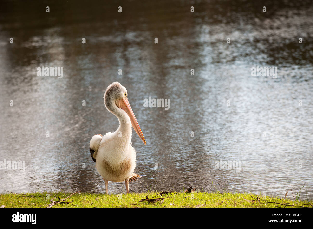 A Pelican Stock Photo