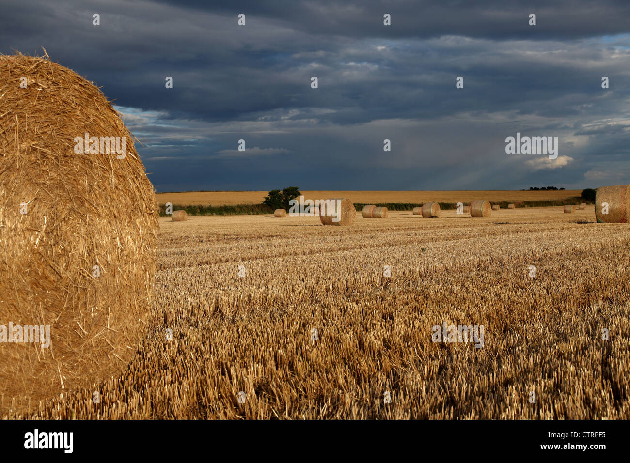 Barley Straw Round Bales In A Stubble Field In Norfolk,UK. Sun Lit Dusk
