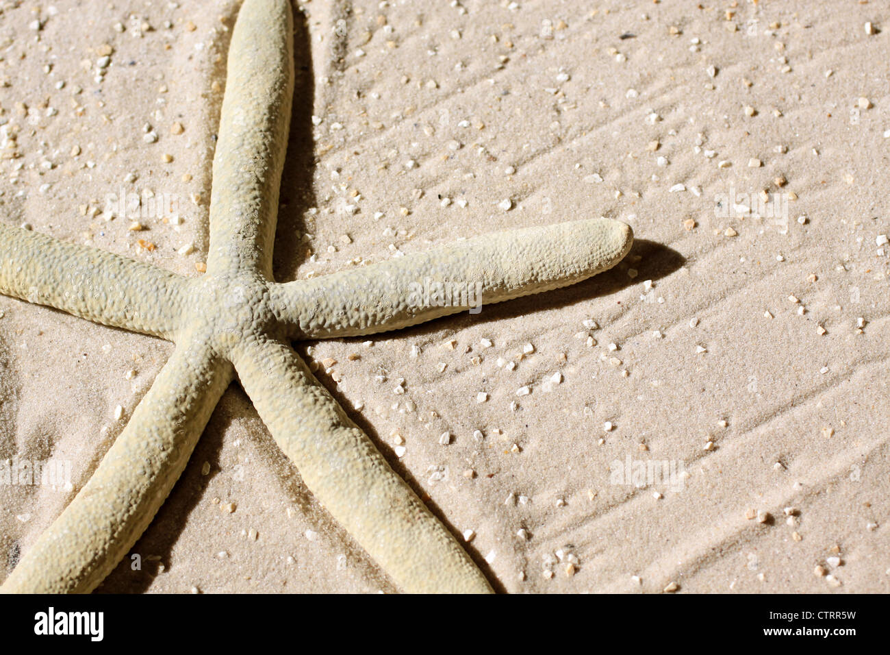 Close-up of grey starfish in the sand Stock Photo