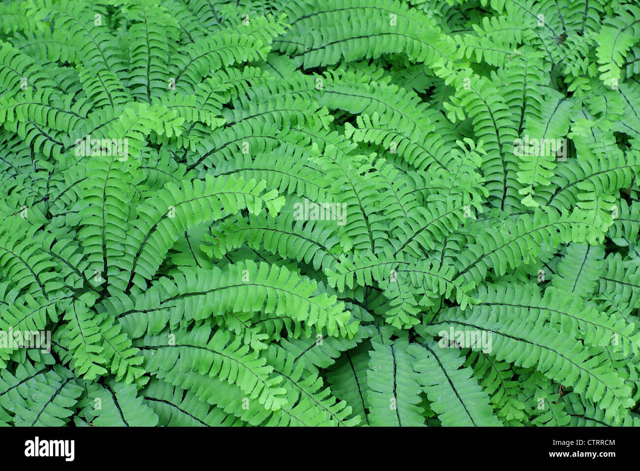 Northern maidenhair fern fresh green leaves Adiantum pedatum Stock Photo